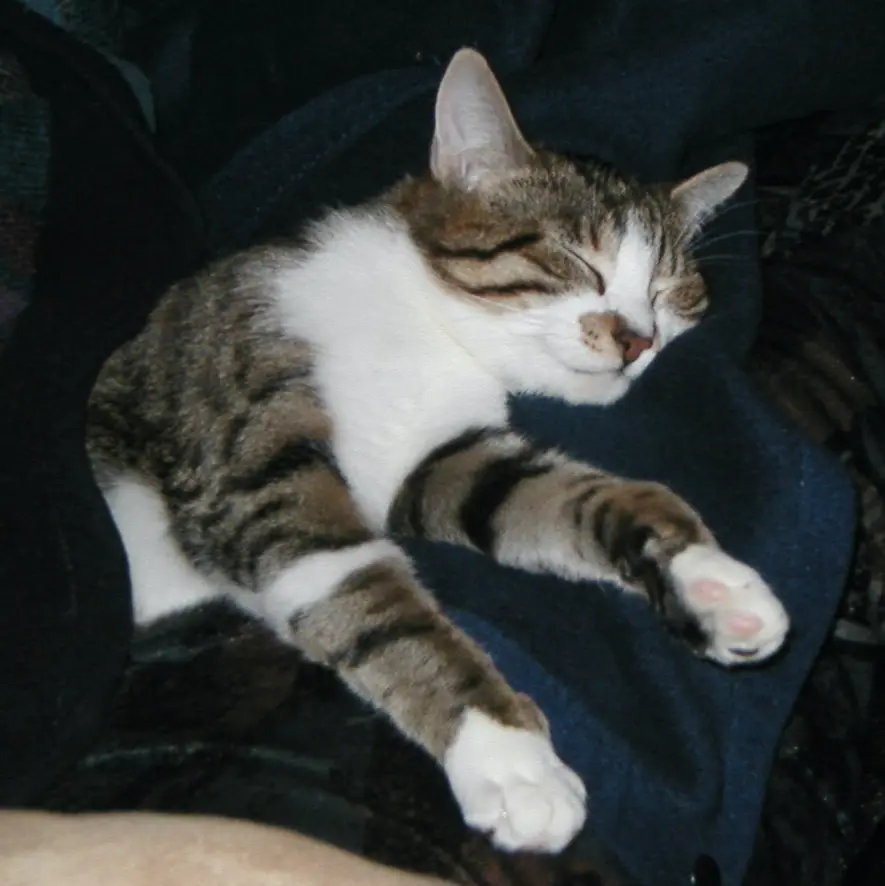 Condolence image of Thomas D.