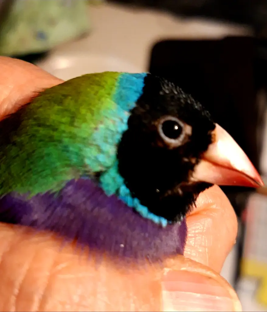 Andachtsbild von Unbekannt