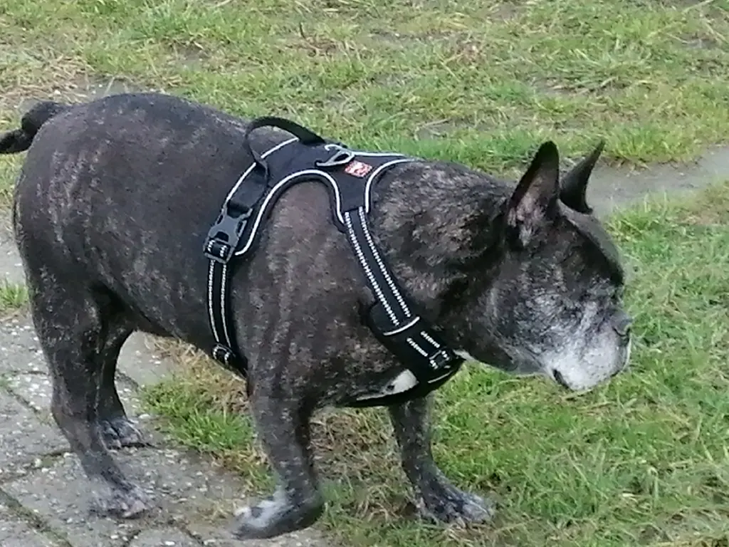 Andachtsbild von Alois und Gudrun mit Yoda ❤️