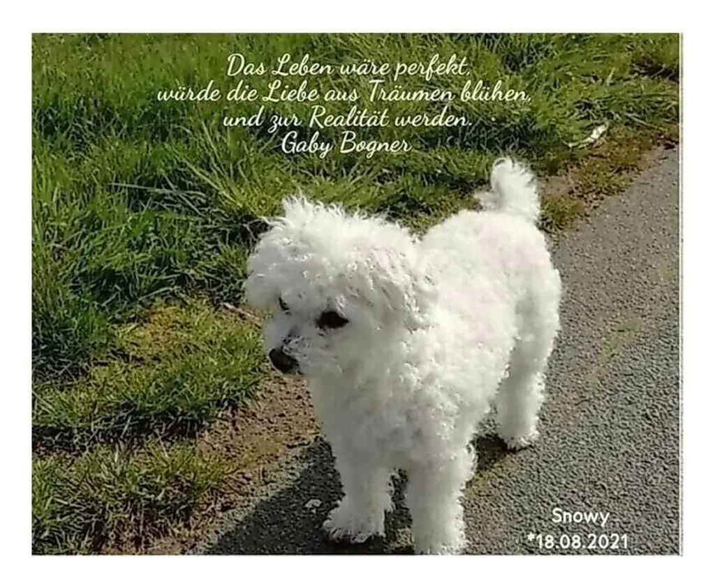 Andachtsbild von Gaby mit Snowy* im Herzen