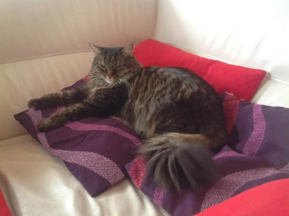 Andachtsbild von Nicole mit Roxy