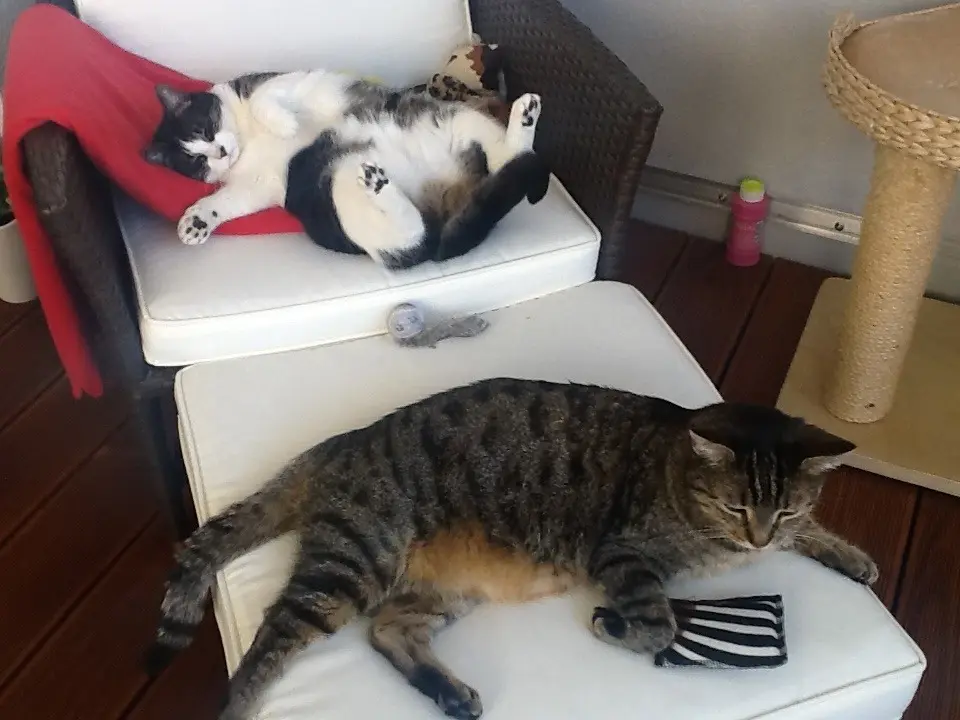 Andachtsbild von Susanne mit Bruno und Lilly im ❤️