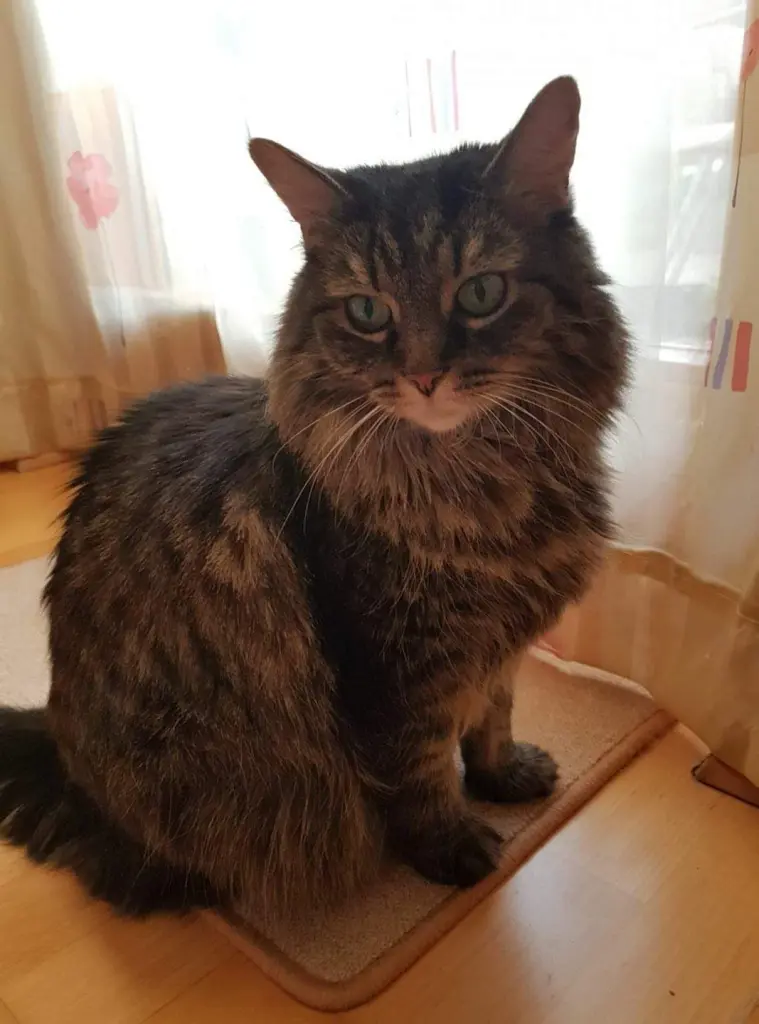 Andachtsbild von Nicole mit Roxy