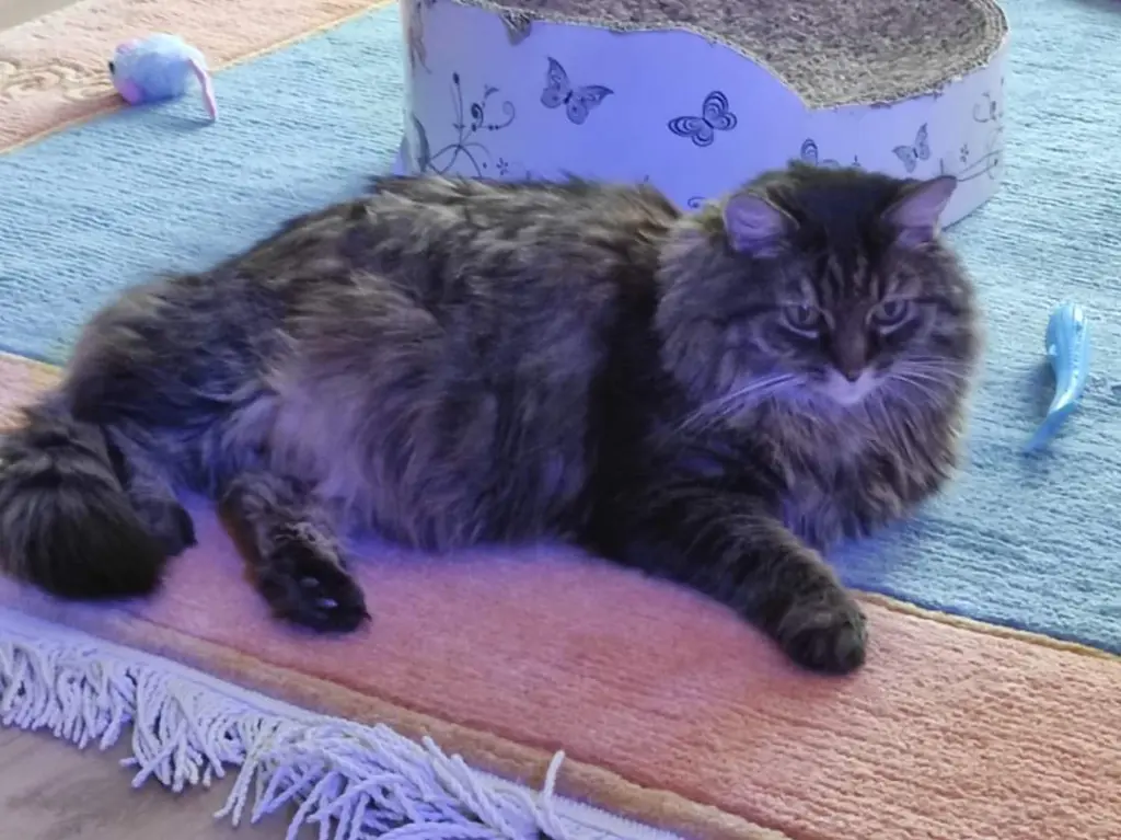 Andachtsbild von Nicole mit Roxy 