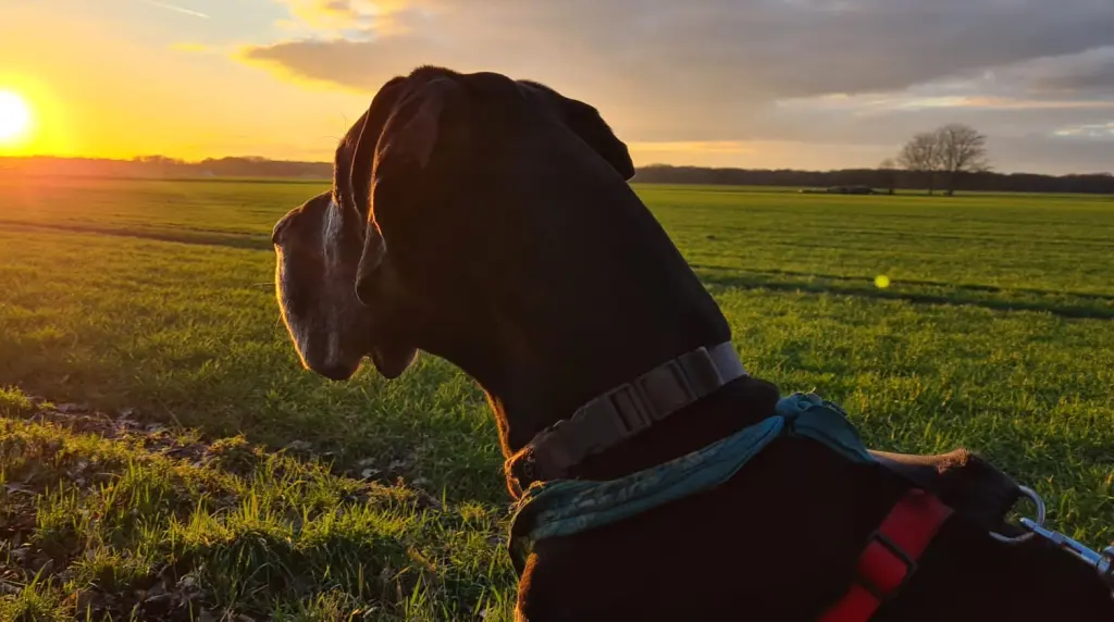 Bild von Duke