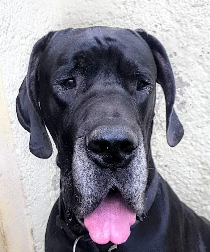 Bild von Duke