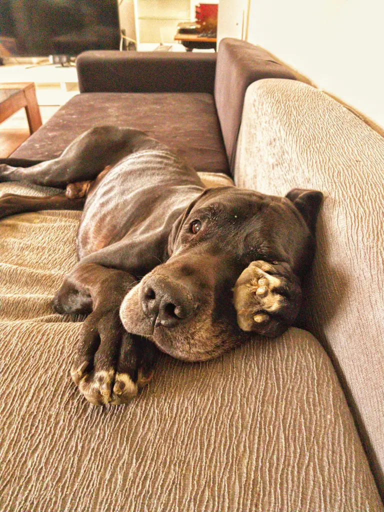 Bild von Duke