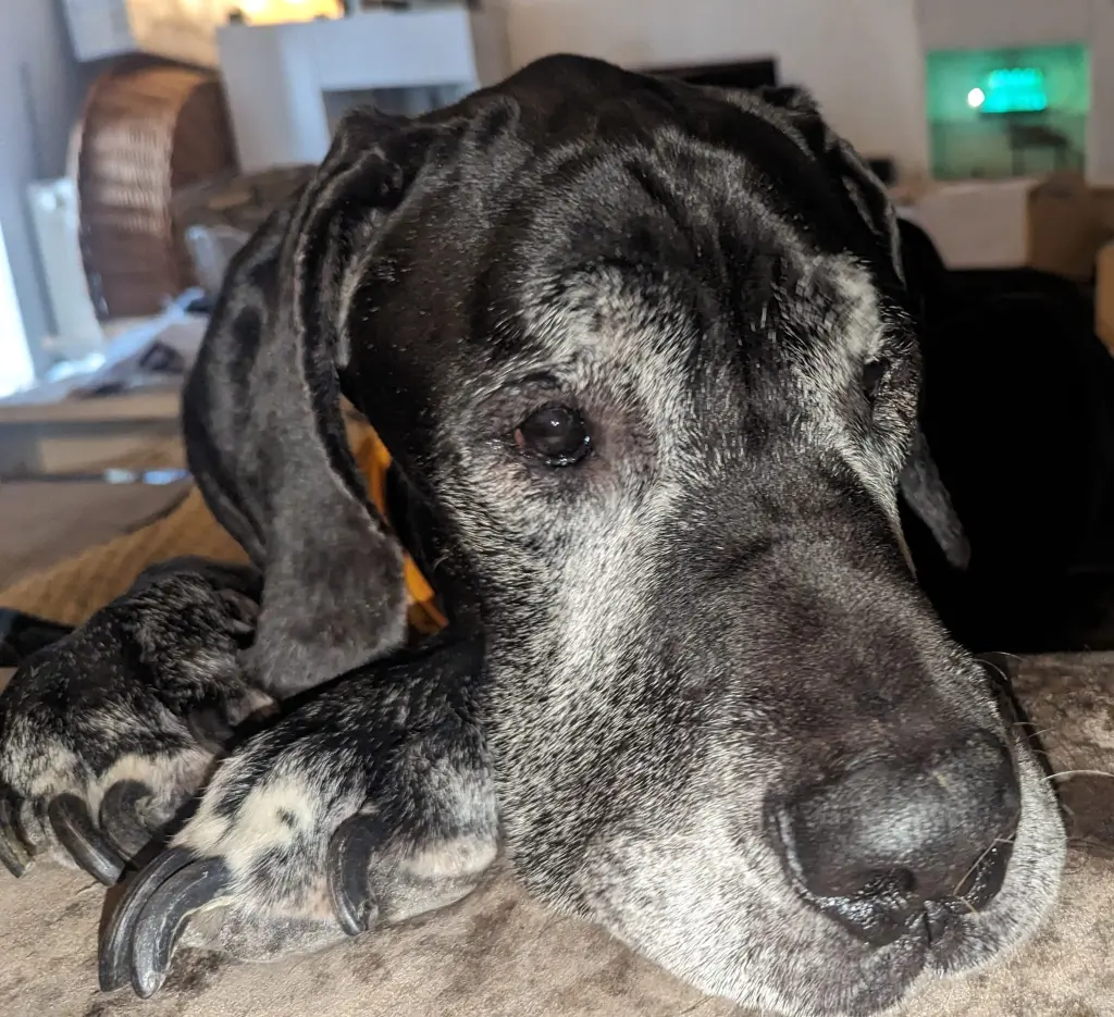 Bild von Duke