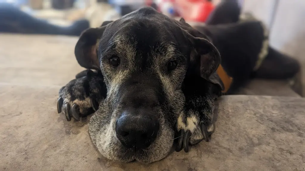 Bild von Duke