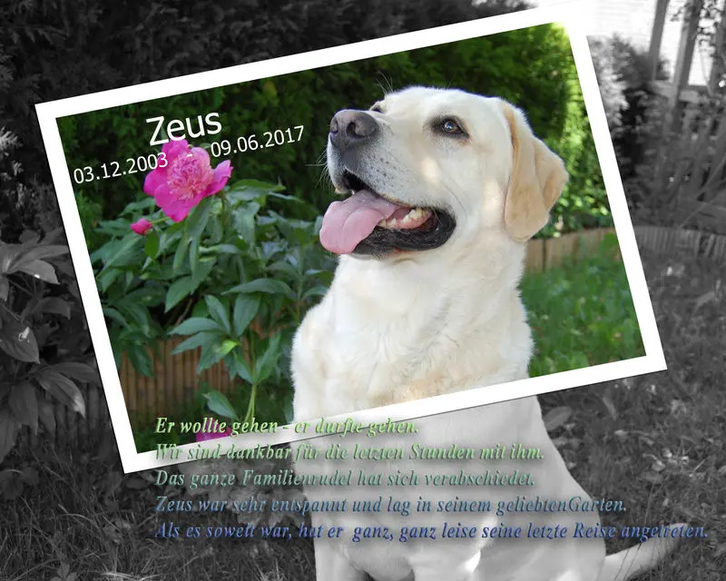 Condolence image of Renate mit Zeus