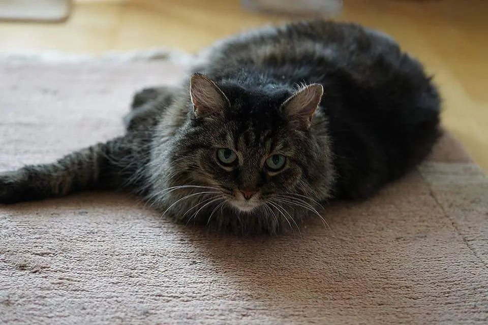 Andachtsbild von Nicole mit Roxy