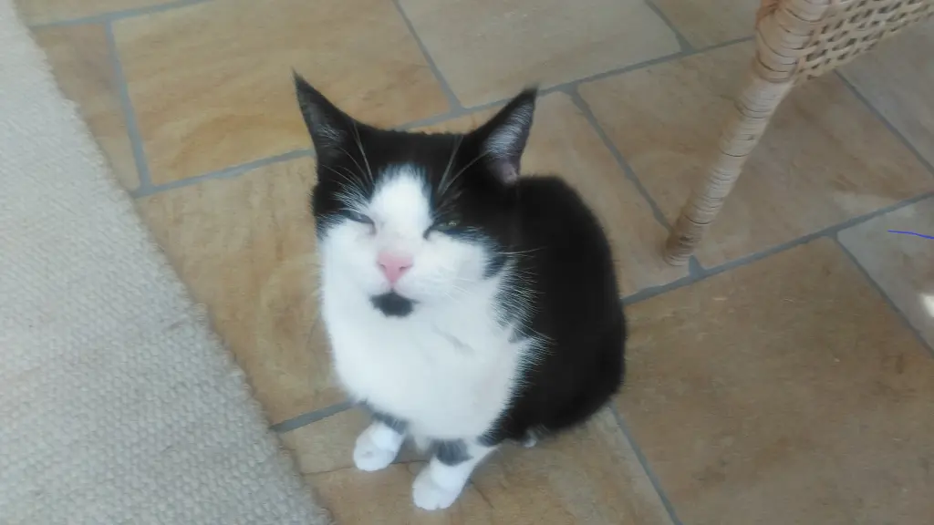 Andachtsbild von Ingrid mit Vini ( 3.11.23)im Herzen