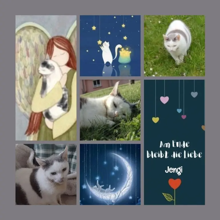 Condolence image of Rosen für Jengi 