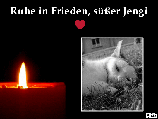 Condolence image of Tanja mit Timmy im Herzen 