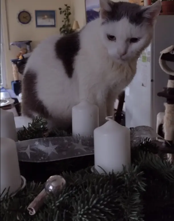 Condolence image of Corinna mit Emma, Jengi, Pummelchen und anderen Sternleine im Herzen
