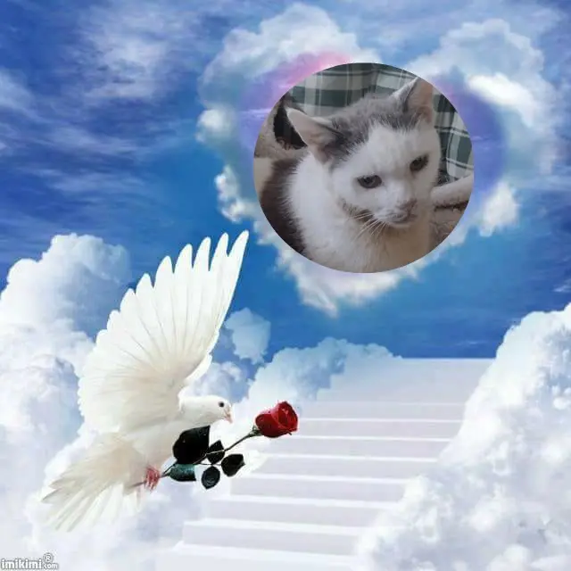 Condolence image of ❤️❤️❤️❤️❤️❤️❤️❤️❤️