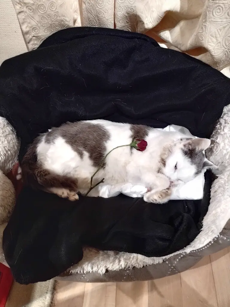 Condolence image of Mama