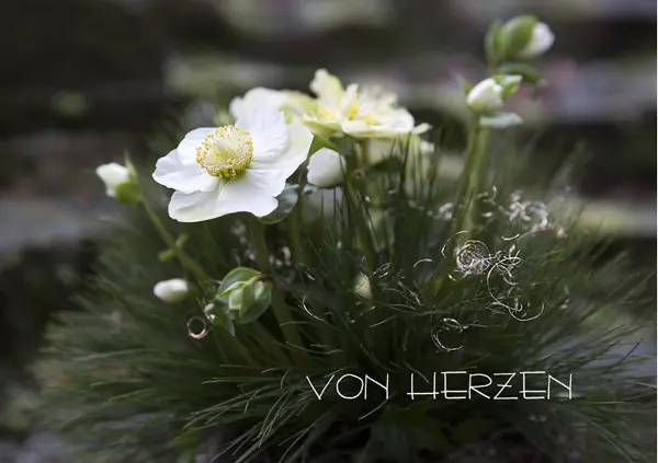 Condolence image of Für den wundervollen Kuschelbären Jengi ❤️