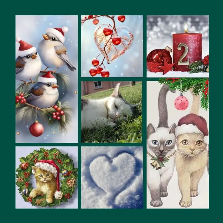 Condolence image of Eine Adventsrose für Jengi 