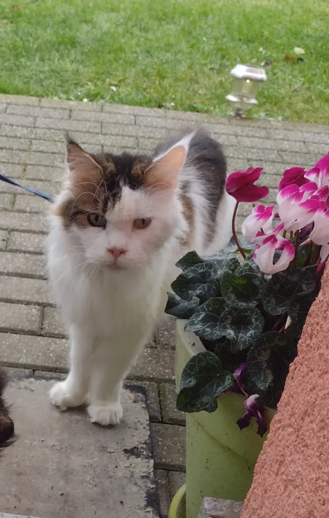 Condolence image of Corinna mit Emma, Jengi, Pummelchen und anderen Sternleine im Herzen