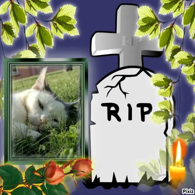 Condolence image of Tanja mit Timmy im Herzen 