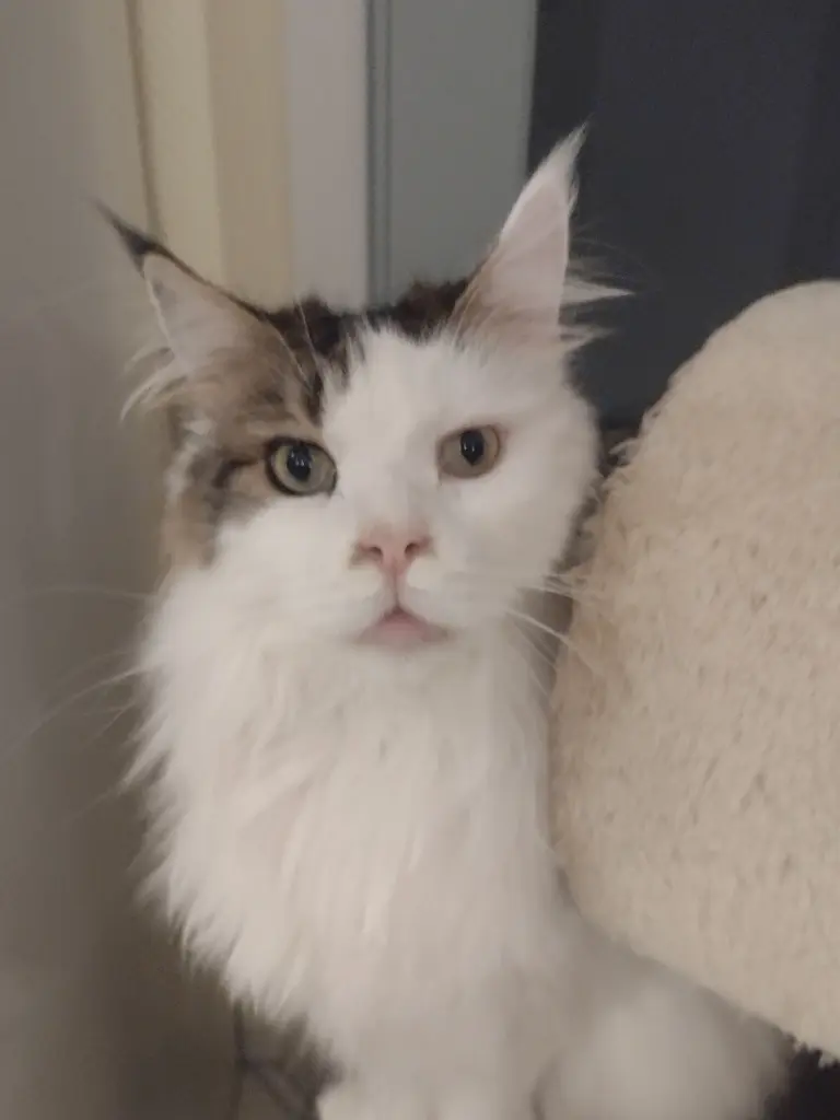 Condolence image of Emmeli 