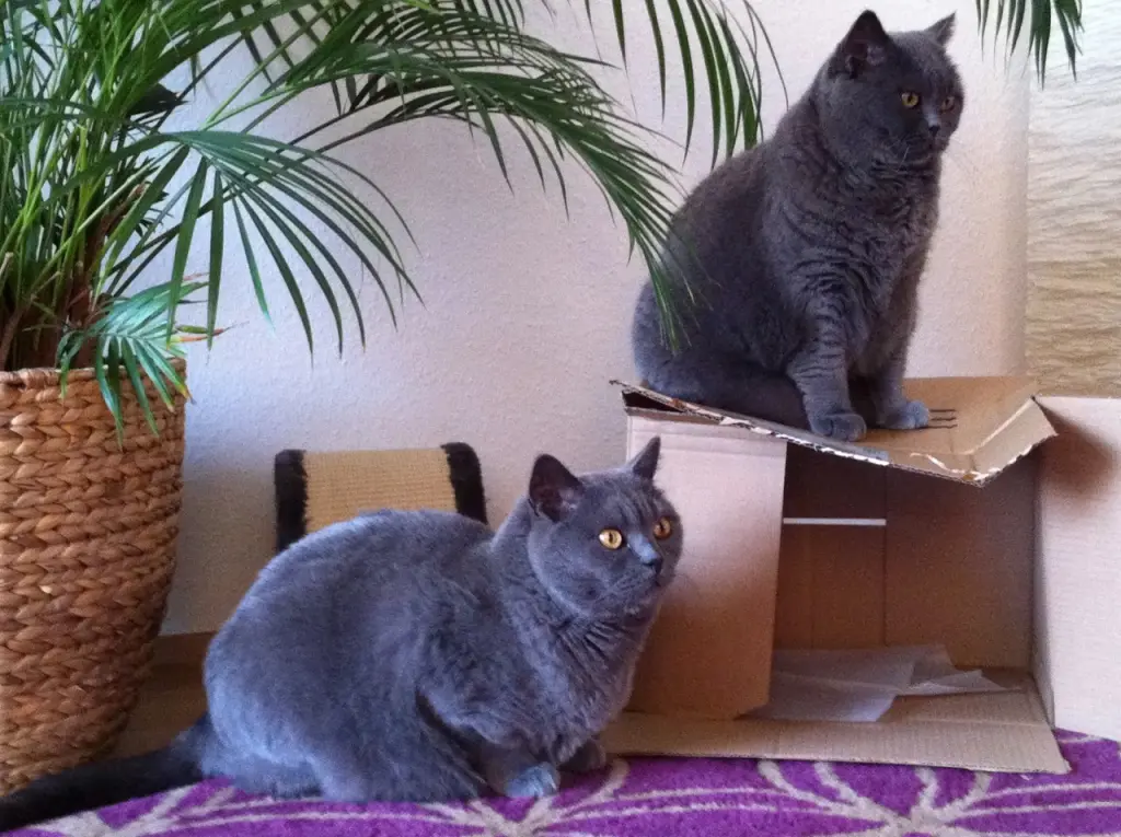 Condolence image of Für Jengi ❤️