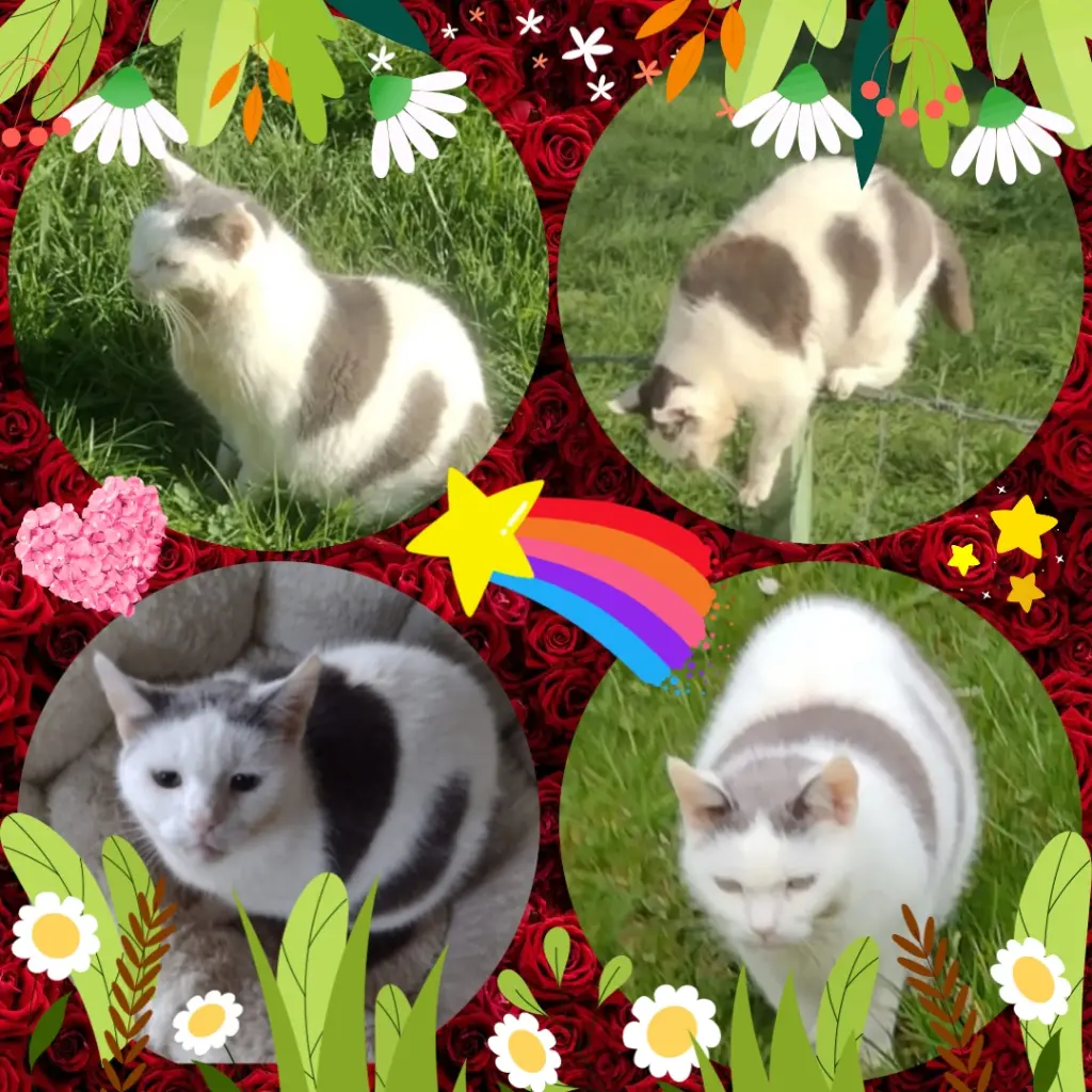 Condolence image of ❤️1 Mo❤️Jengi Sternchen ❤️