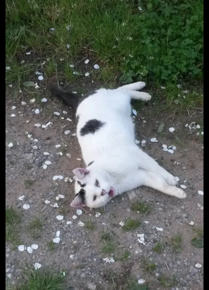 Condolence image of Corinna mit Emma, Jengi, Pummelchen und anderen Sternleine im Herzen