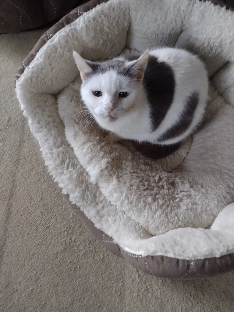 Condolence image of Corinna mit Emma, Jengi, Pummelchen und anderen Sternleine im Herzen