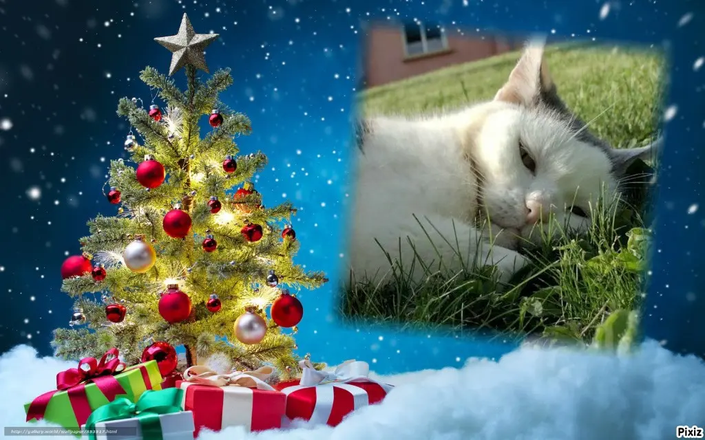 Condolence image of Tanja mit Timmy im Herzen 