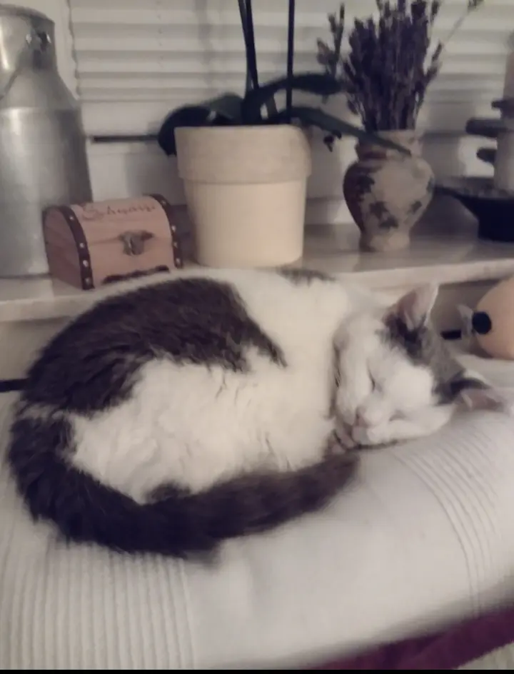 Condolence image of Corinna mit Emma, Jengi, Pummelchen und anderen Sternleine im Herzen