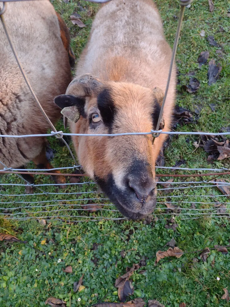 Condolence image of Mama ❤️