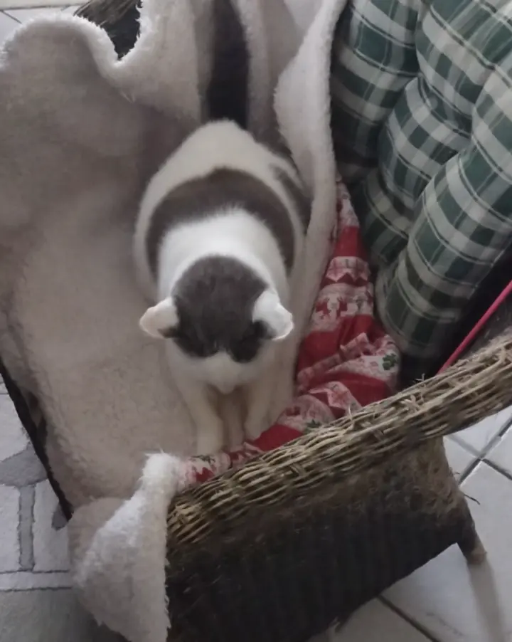 Condolence image of Corinna mit Emma, Jengi, Pummelchen und anderen Sternleine im Herzen