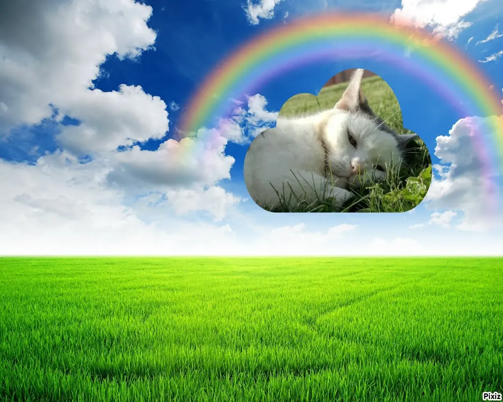 Condolence image of Tanja mit Timmy im Herzen 