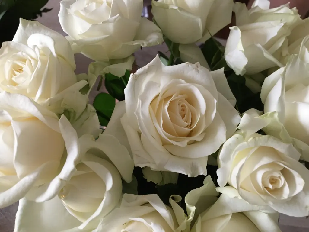 Condolence image of Anja mit Maja & Gräuli im  ༺❤️༻