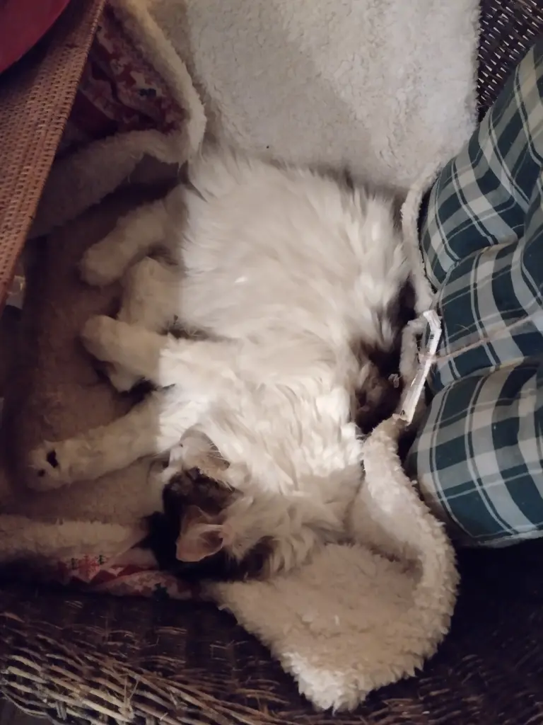 Condolence image of Mama mit Jengi im ❤️