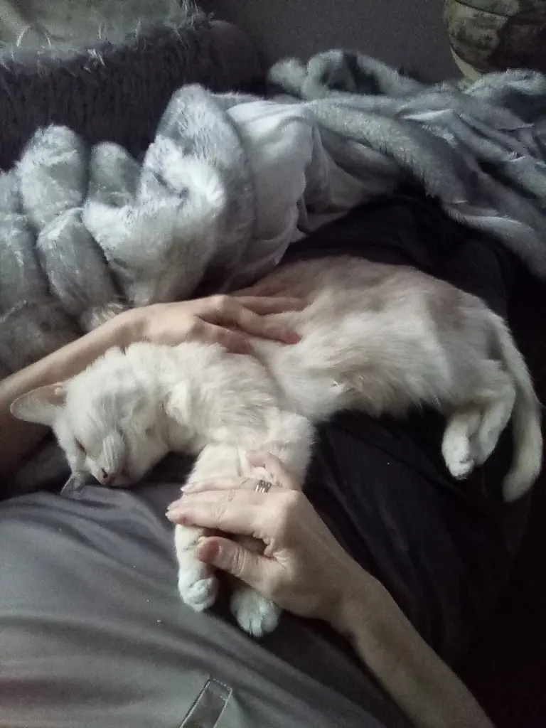 Condolence image of Beate und Arne mit Elvis im Herzen ❤