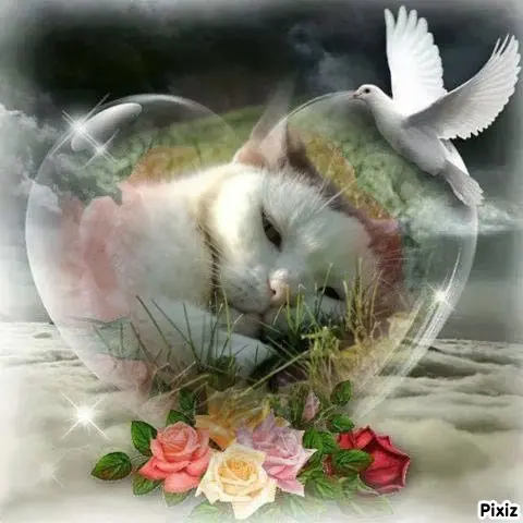 Condolence image of Tanja mit Timmy im Herzen 