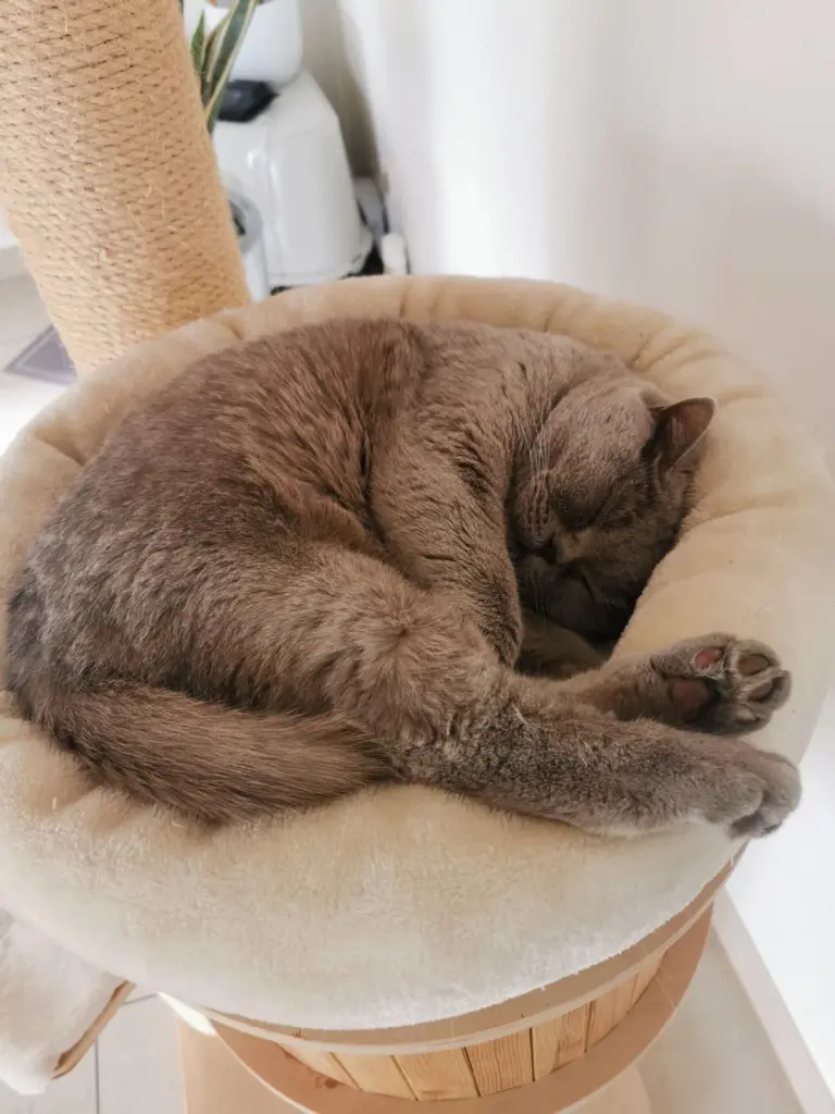 Condolence image of An Jengi