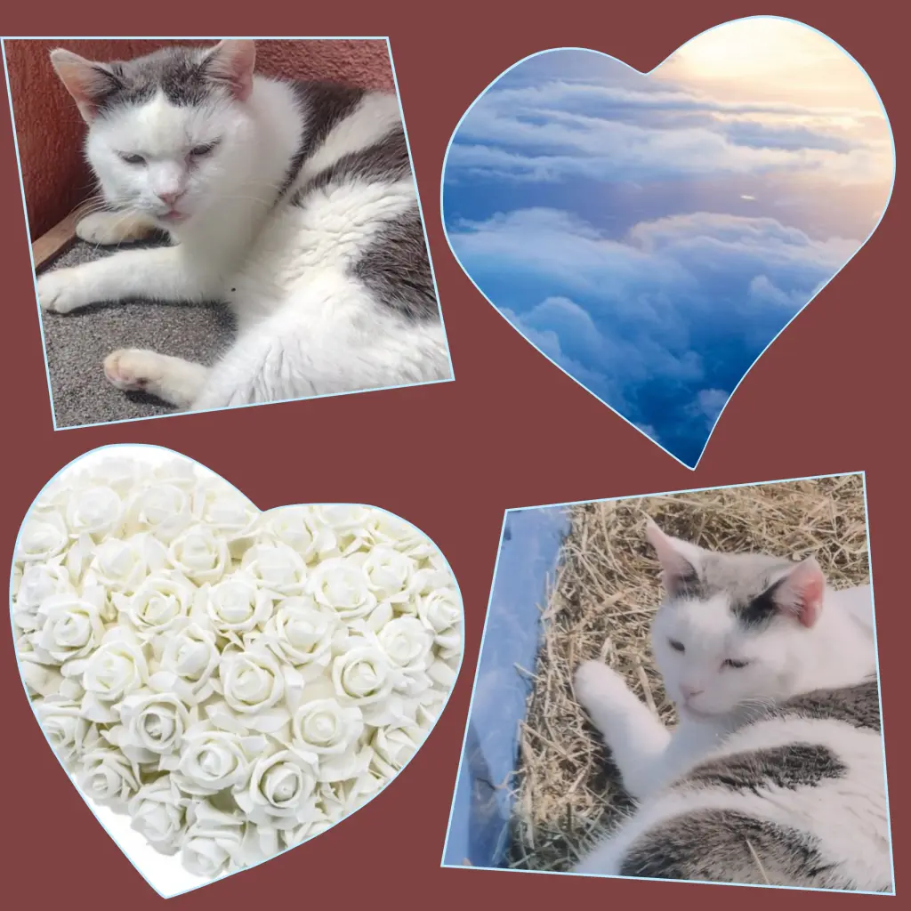 Condolence image of Corinna mit Emma, Jengi, Pummelchen und anderen Sternleine im Herzen