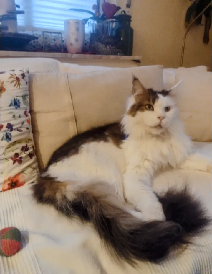 Condolence image of Corinna mit Jengi im ♥️