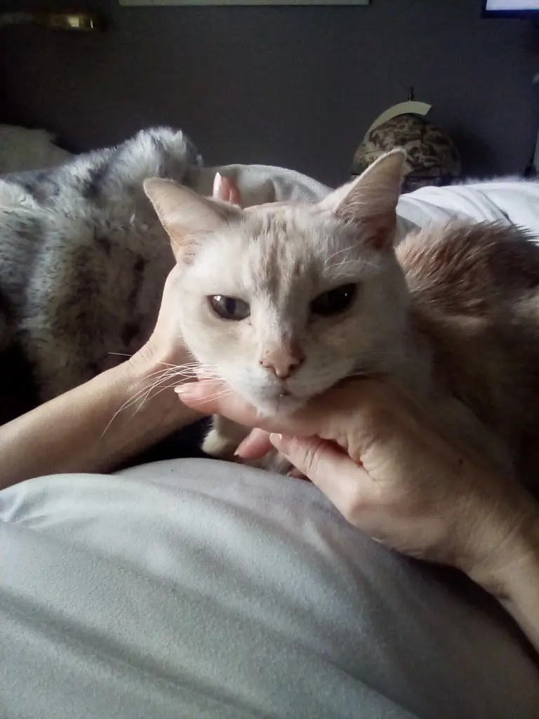 Condolence image of Beate und Arne mit Elvis im Herzen ❤