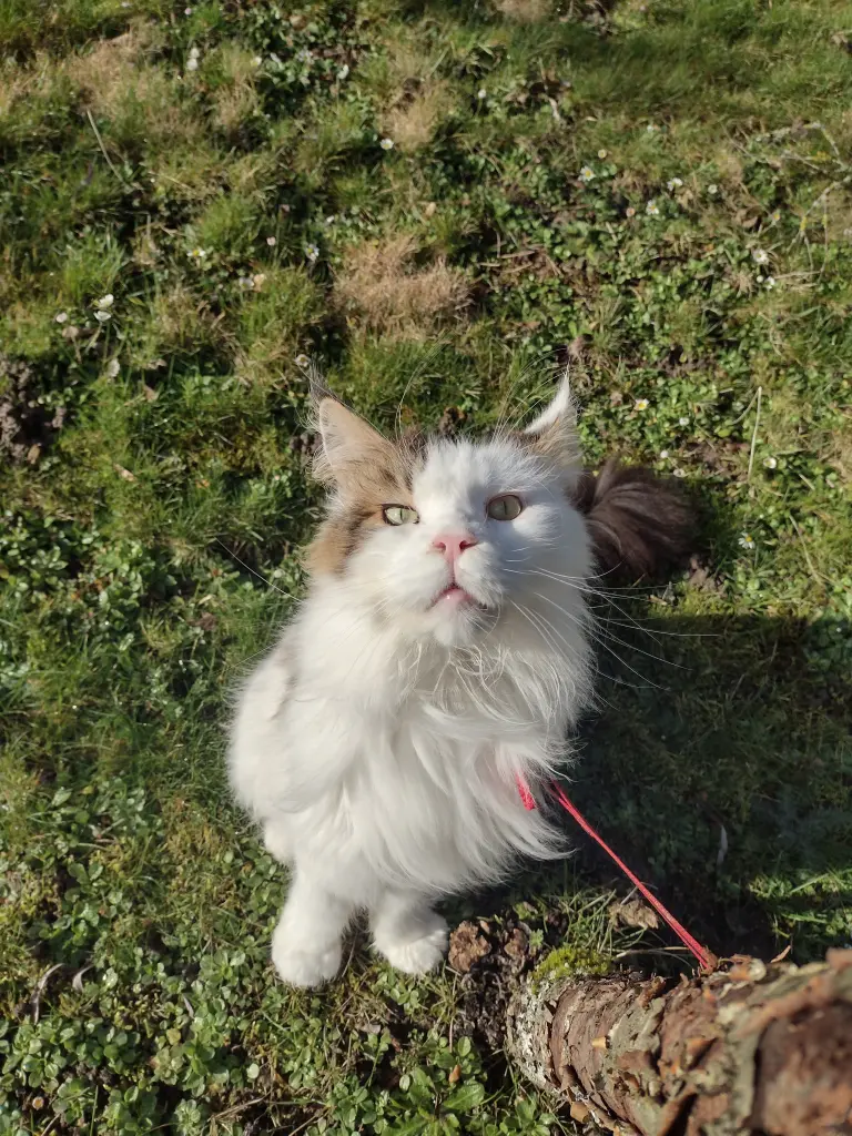 Condolence image of Corinna mit Emma, Jengi, Pummelchen und anderen Sternleine im Herzen