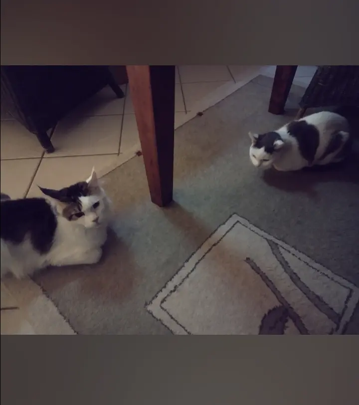 Condolence image of Corinna mit Emma, Jengi, Pummelchen und anderen Sternleine im Herzen