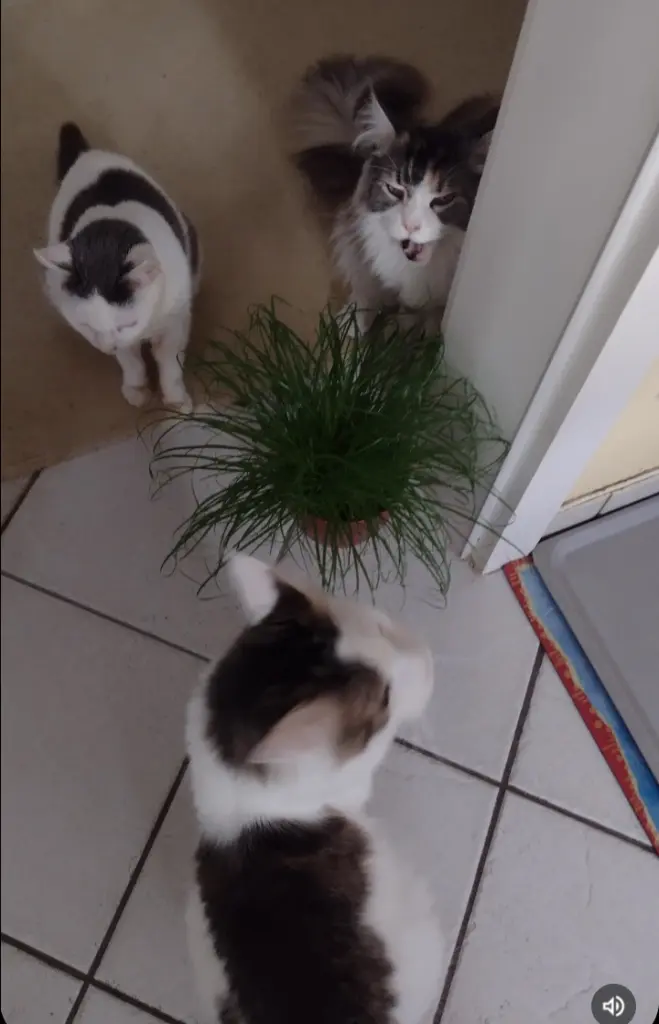 Condolence image of Mama ❤️