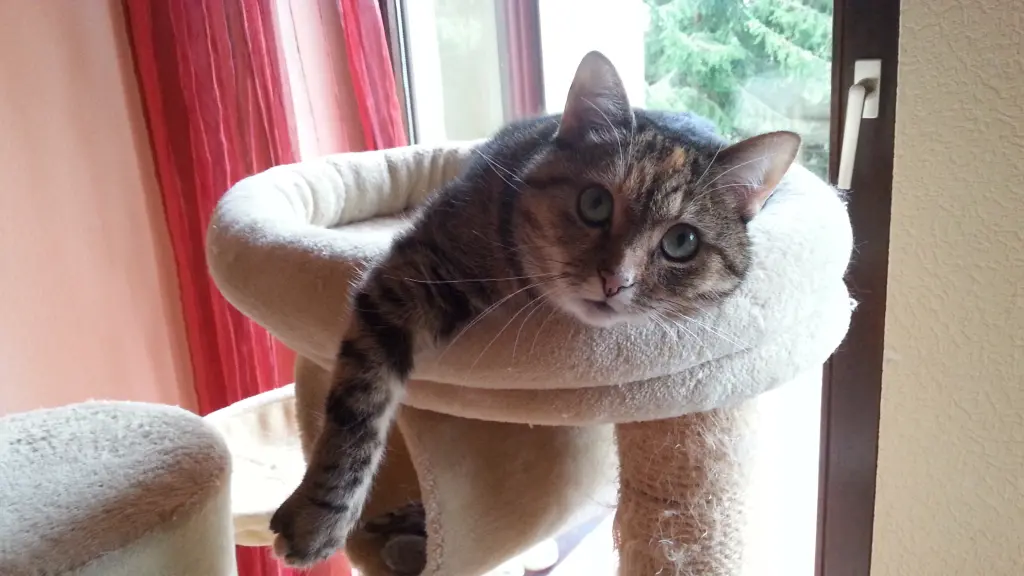 Condolence image of für Jengi Männchen ❤️