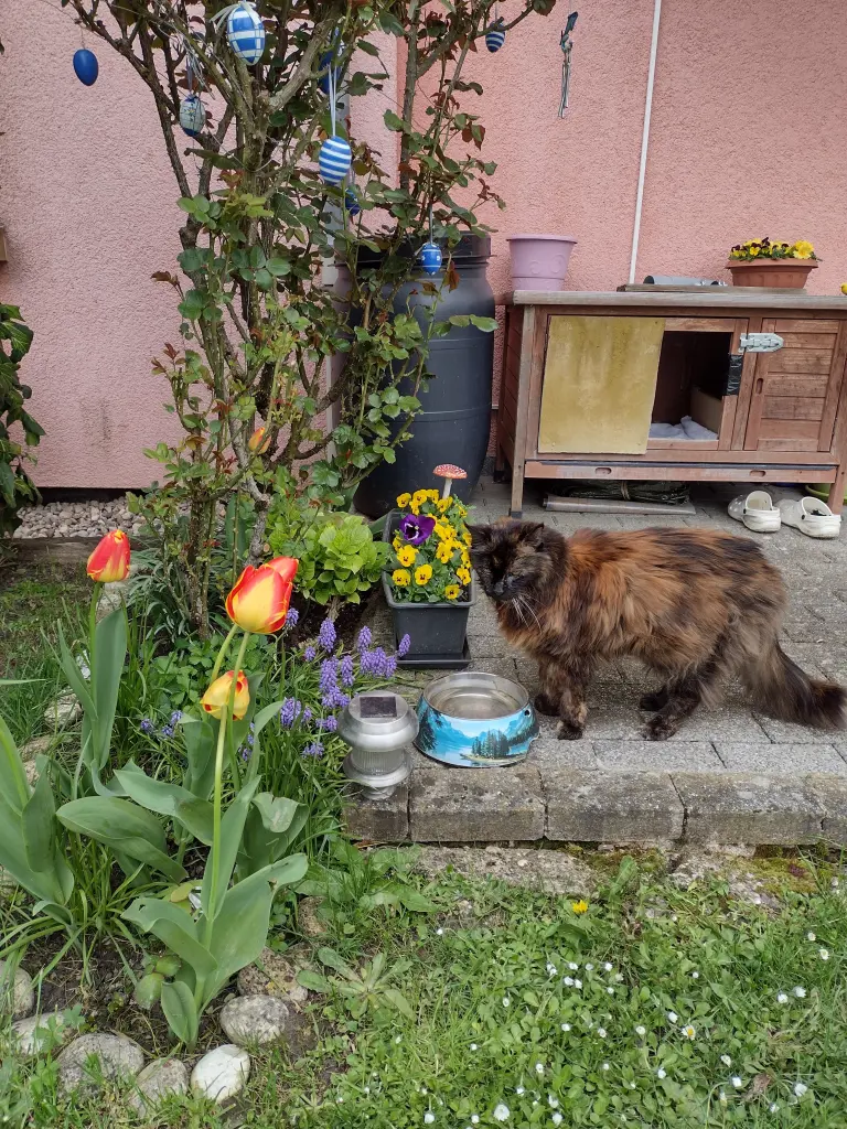 Condolence image of Corinna mit Emma, Jengi, Pummelchen und anderen Sternleine im Herzen