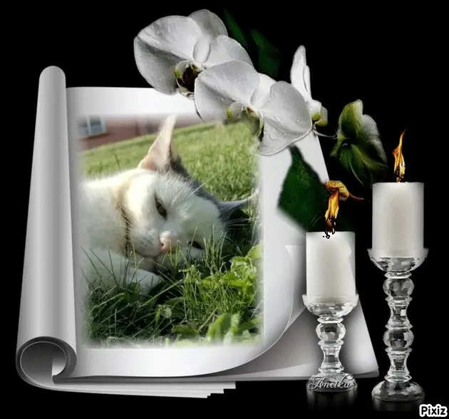 Condolence image of Tanja mit Timmy im Herzen 