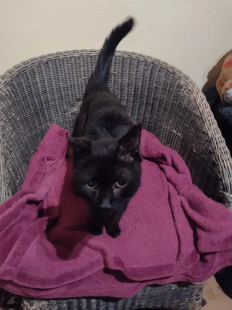 Condolence image of Mama mit Blacky ♥️